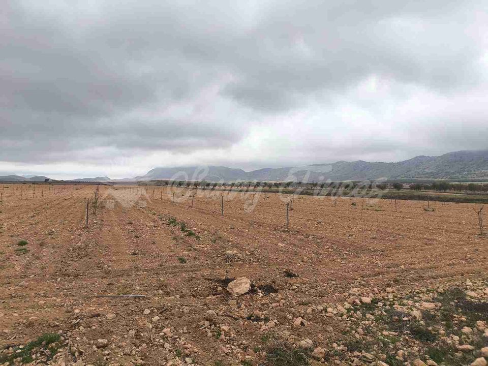 Helårsgrund i Yecla, Murcia - foto 4